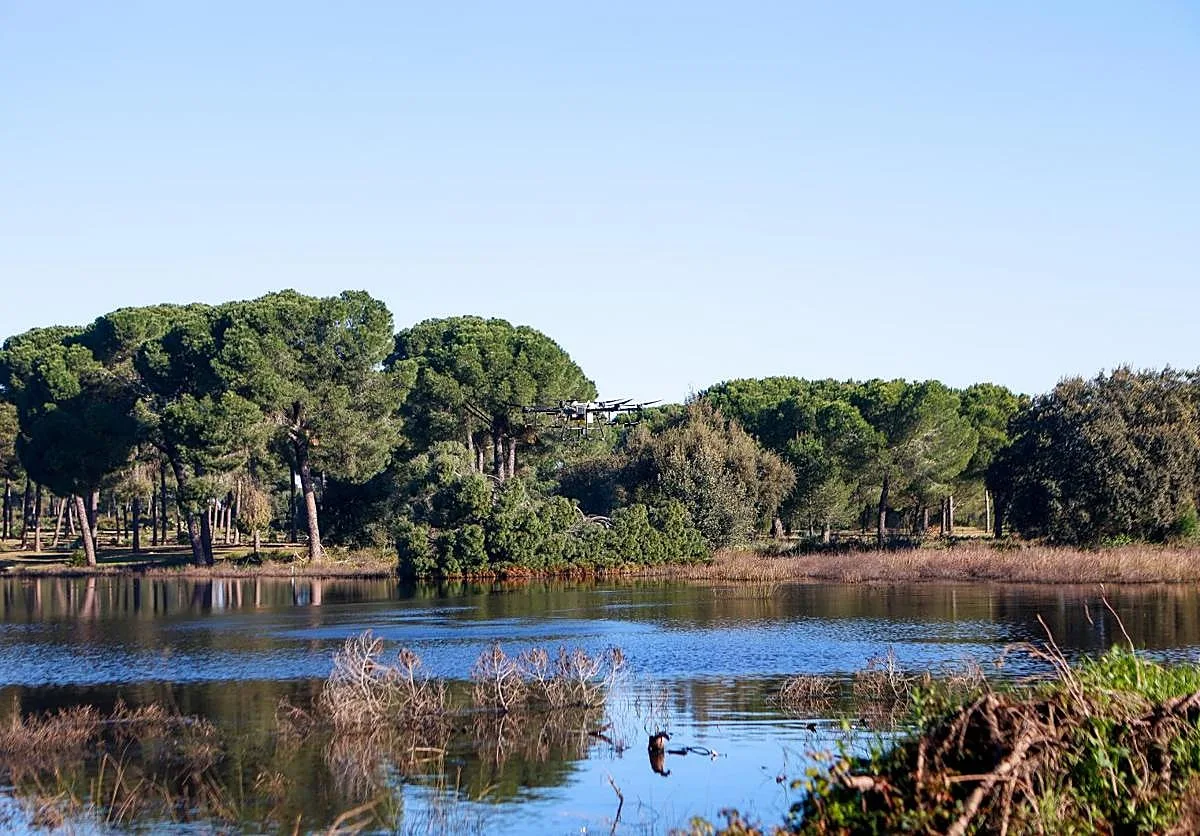 Vuelven a subir los casos de virus del Nilo en Sevilla y ya se contabilizan 46