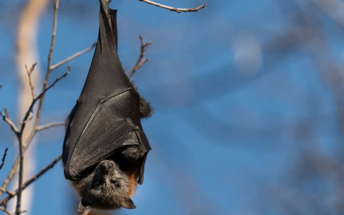 Cette capacité qu'on pensait réservée aux animaux existerait aussi chez l'humain, voici ce que cela change