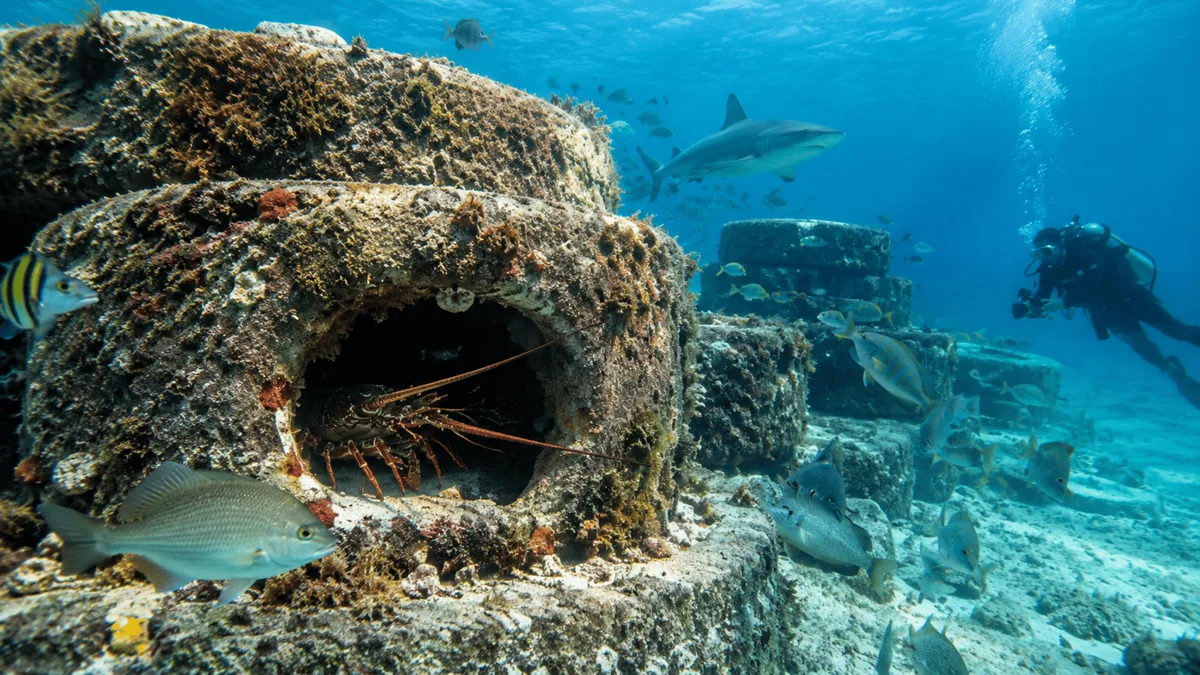 Pneus cheios de concreto e jogados no mar em 1978 viraram um recife artificial para peixes, lagostas e diversas outras espécies marinhas