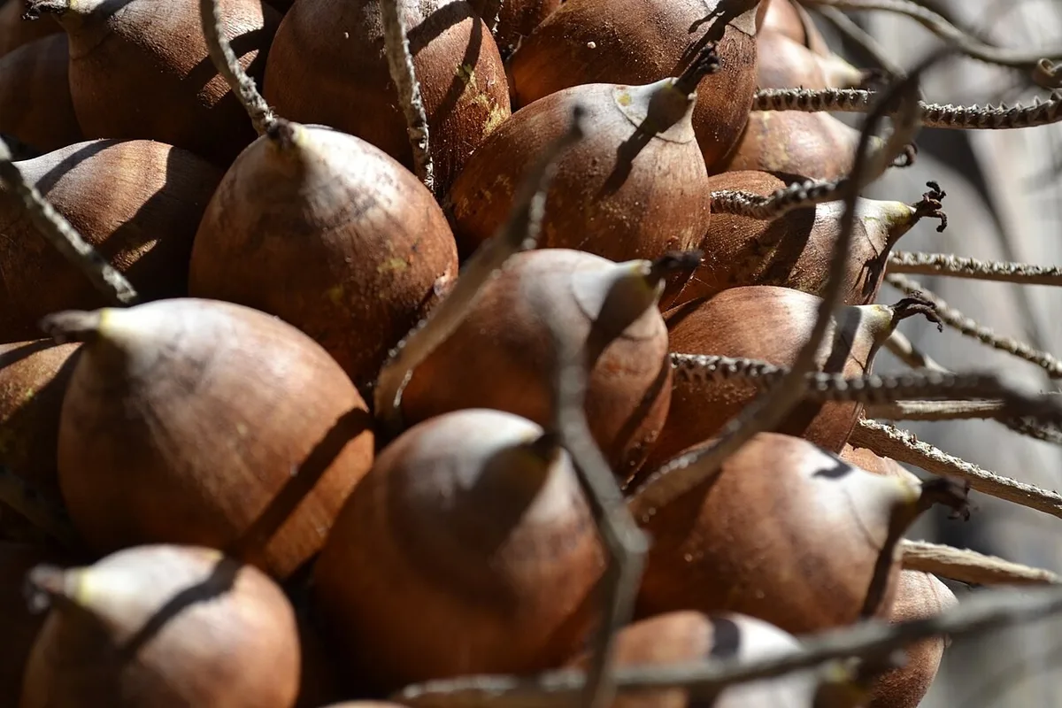 Farinha de babaçu: como usar e quais os benefícios do ingrediente nordestino