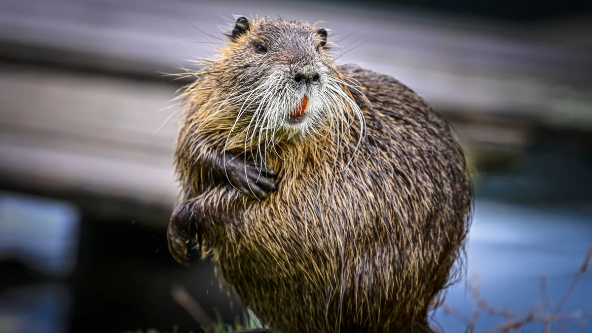 After 19 years, a beaver returned to a California creek, reshaping its habitat