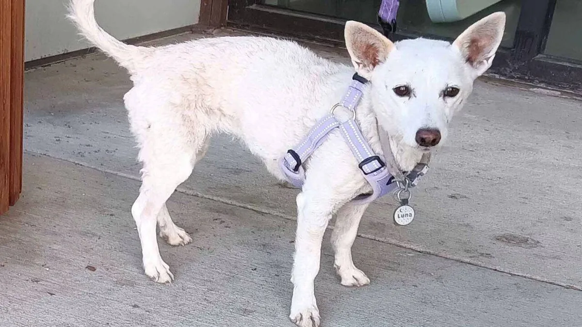 Dog survives 34 days alone in Yellowstone, losing nearly half her weight