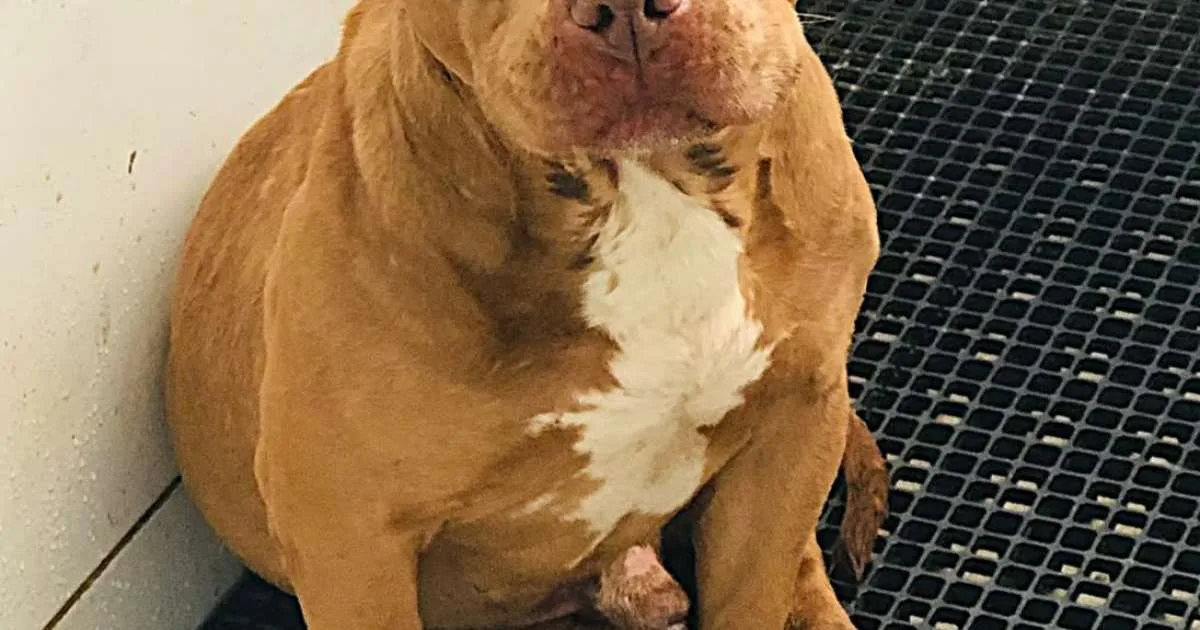 Pitbull assustado invade residência residência e autoridades buscam por dono na região metropolitana de Porto Alegre