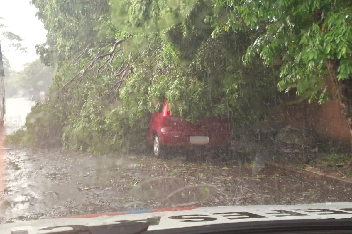 Chuva forte provoca queda de árvores e destelha imóveis em Teodoro Sampaio; fotos