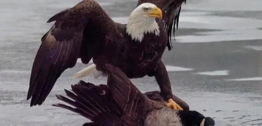 USA und Kanada: Weißkopfseeadler attackiert Kanadagans – Weißes Haus erntet Spott für Tierfoto