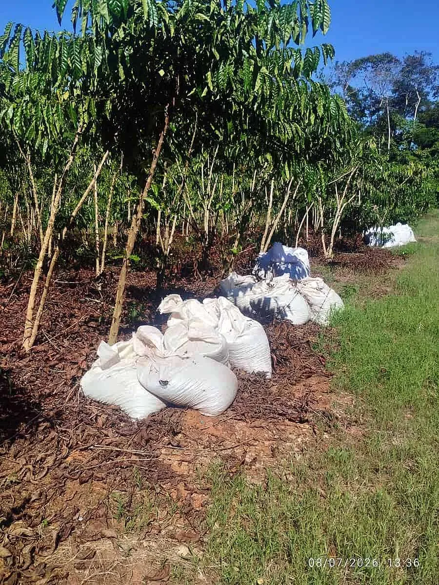 Cafeicultores apontam energia como fator de instabilidade na próxima colheita