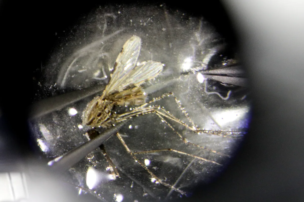 Mueren de malaria dos empleados del aeropuerto de Frankfurt por la picadura de un mosquito infectado en un avión