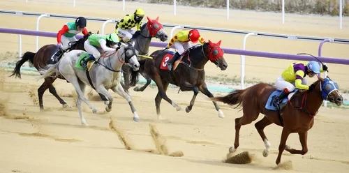 [르포] 경마 보고 말에게 먹이 주고…영천 렛츠런파크 한달새 4만명