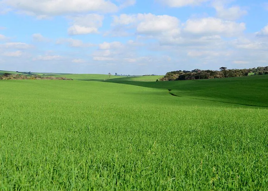 Soja enfrenta El Niño e produtor precisa se preparar para chuvas irregulares