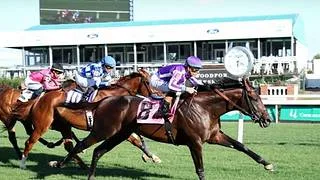 De Coolmore América a La Rinconada: Así fue la llegada del semental Treaty of Rome al Haras Alegría