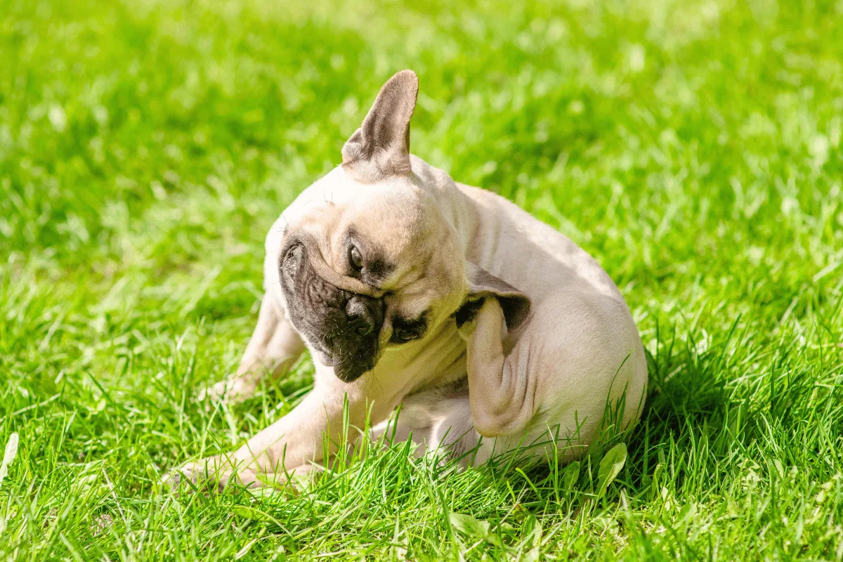 Alergias em cães e gatos podem aumentar na primavera: veja raças mais predispostas