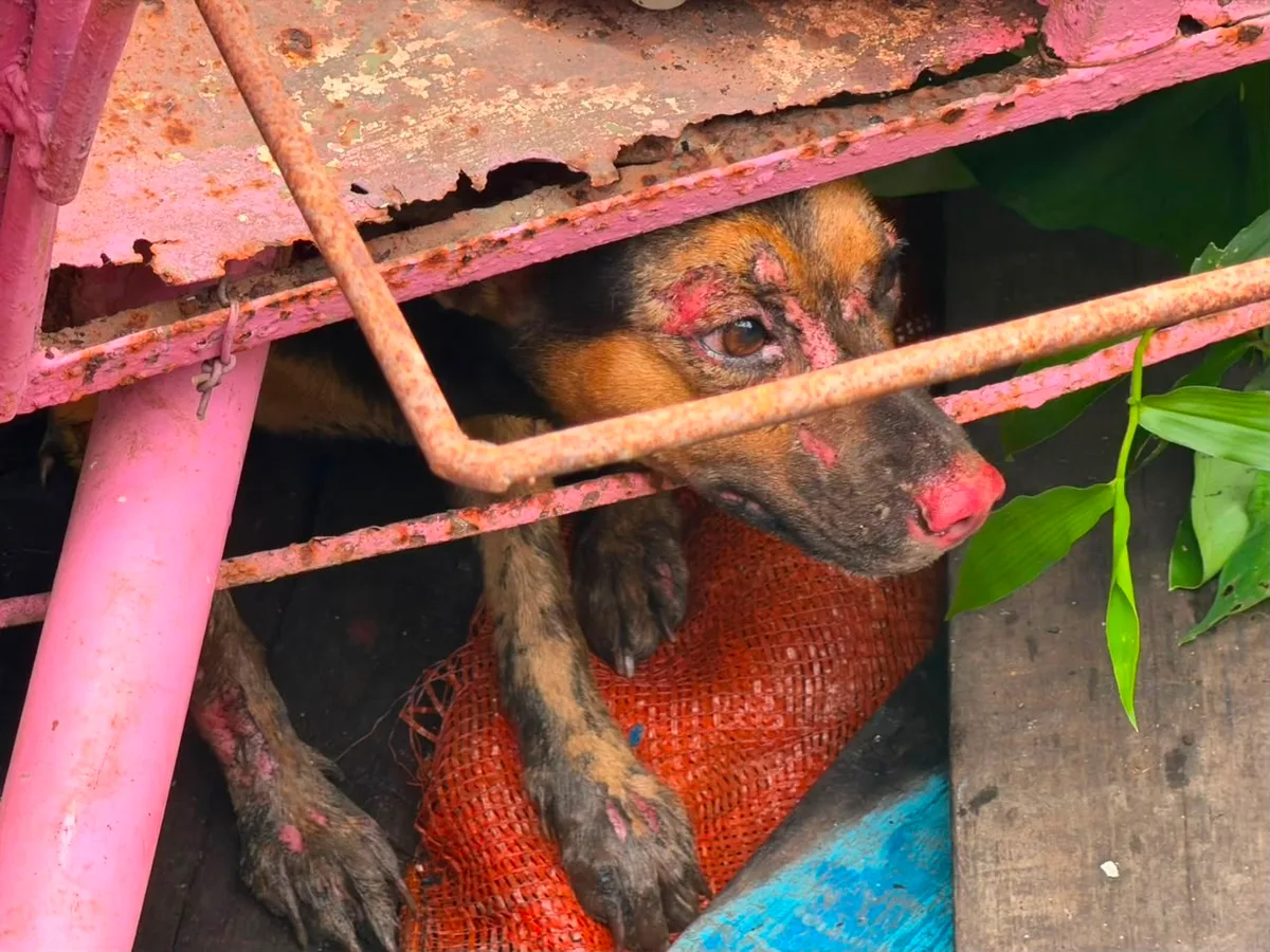 Cachorrinha batizada de ‘Fênix’ é resgatada com queimaduras de 3º grau após incêndio em Santana