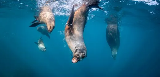 Australien: Hörtest mit Seelöwen und Seebären zu Lärm unter Wasser