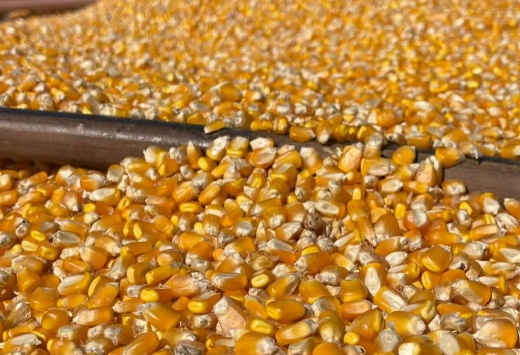 Colheita de milho passa de 1 milhão de hectares em MS e chega a 49% da área