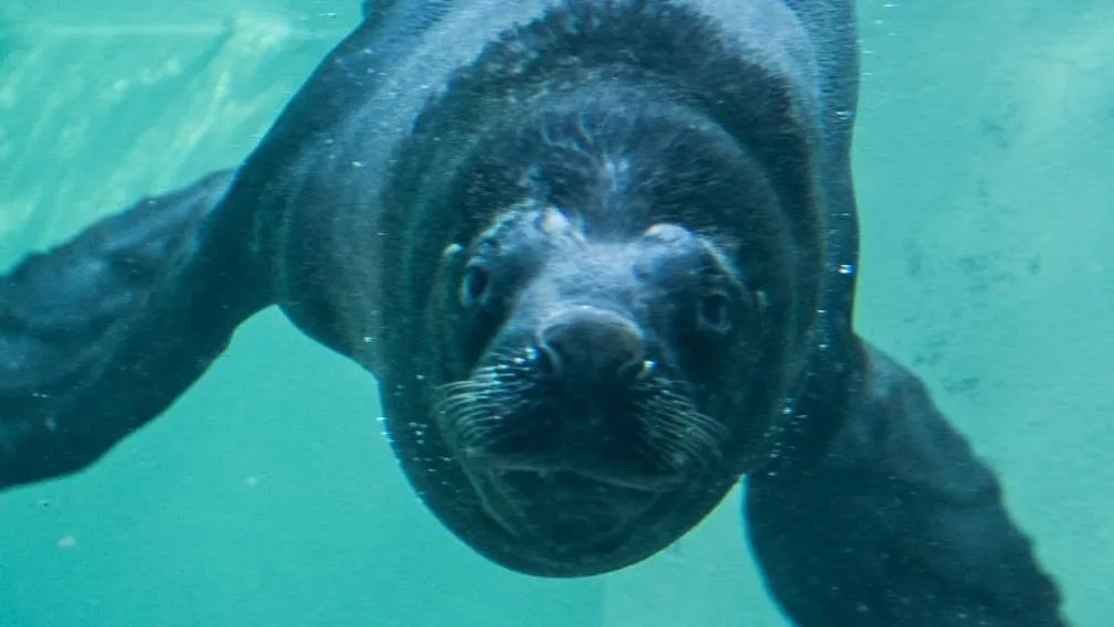 Ins Gehege geworfen - Zoo-Robbe stirbt an verschluckter Puppe