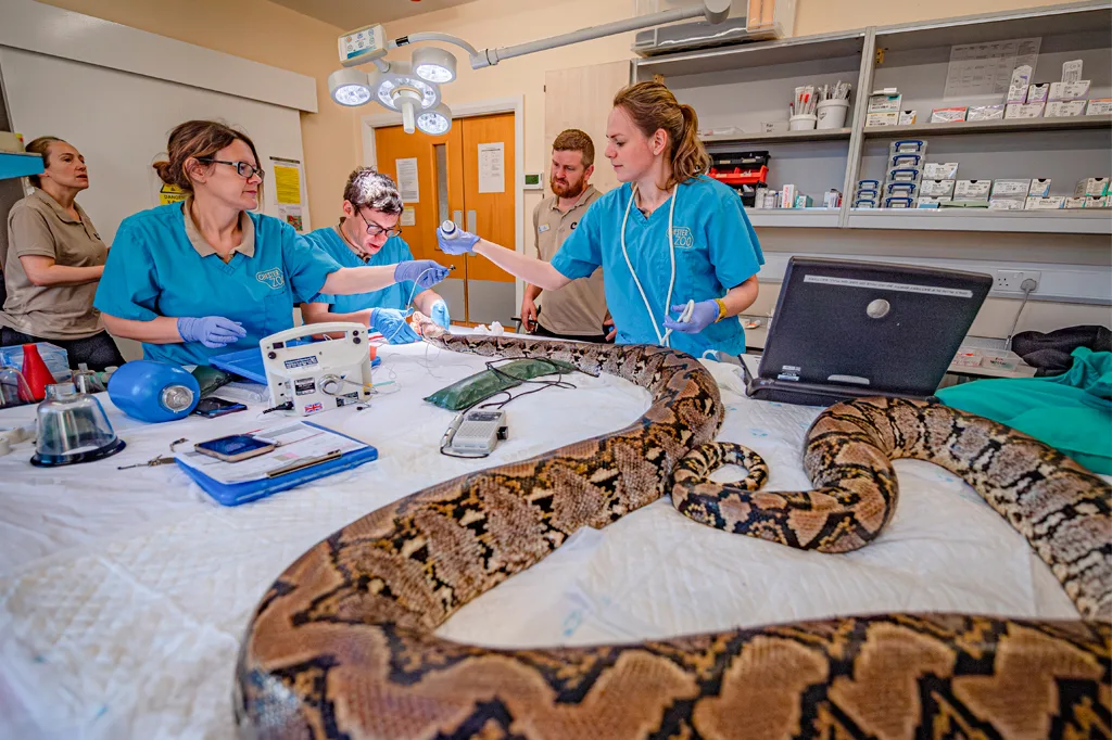 Cobra de 4,5 metros é curada de câncer com eletroquimioterapia em feito inédito
