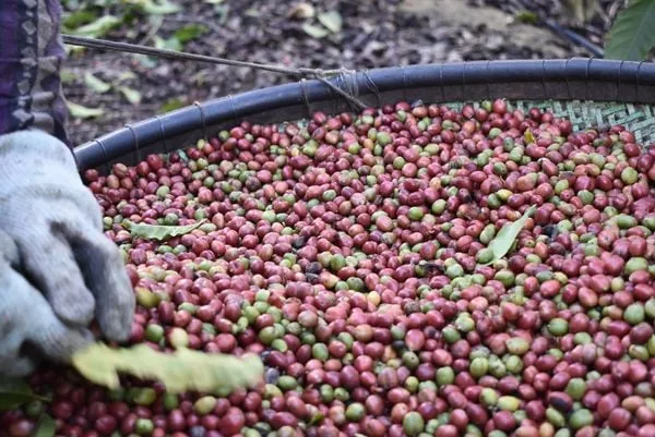 Bélgica e México são principais destinos do café conilon do ES em julho