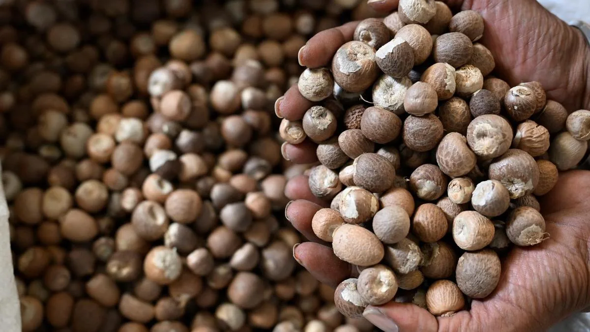 DRI uncovers illegal use of SAFTA agreement in arecanut imports to India