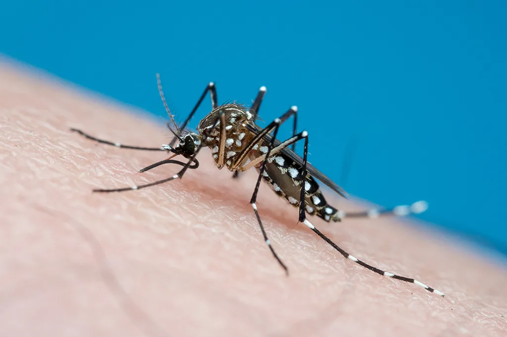 Novas vacinas contra chikungunya avançam no Brasil