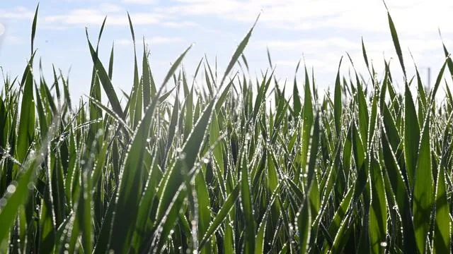 Wetter: Leichter Regen und bis zu 20 Grad im Südwesten
