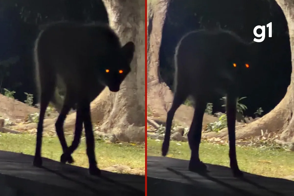 Lobo-guará ou lobisomem? Hóspede sai do quarto para buscar Wi-Fi e se depara com fêmea no Pantanal de MT