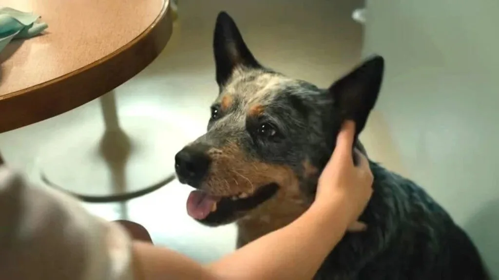 ‘O Fim da Rua’: O cachorro morre? [SPOILERS]