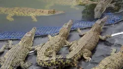 JO de Brisbane: provas de remo vão decorrer em rio com 500 crocodilos