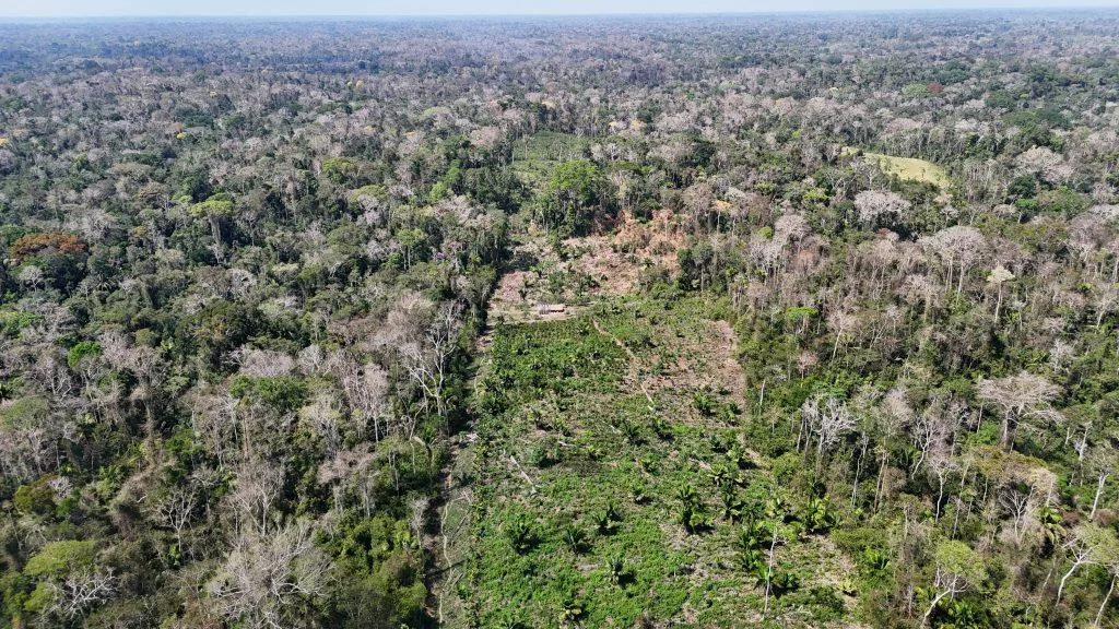 Floresta do Jurupari sofre com invasões, queimadas e criação ilegal de gado no Acre