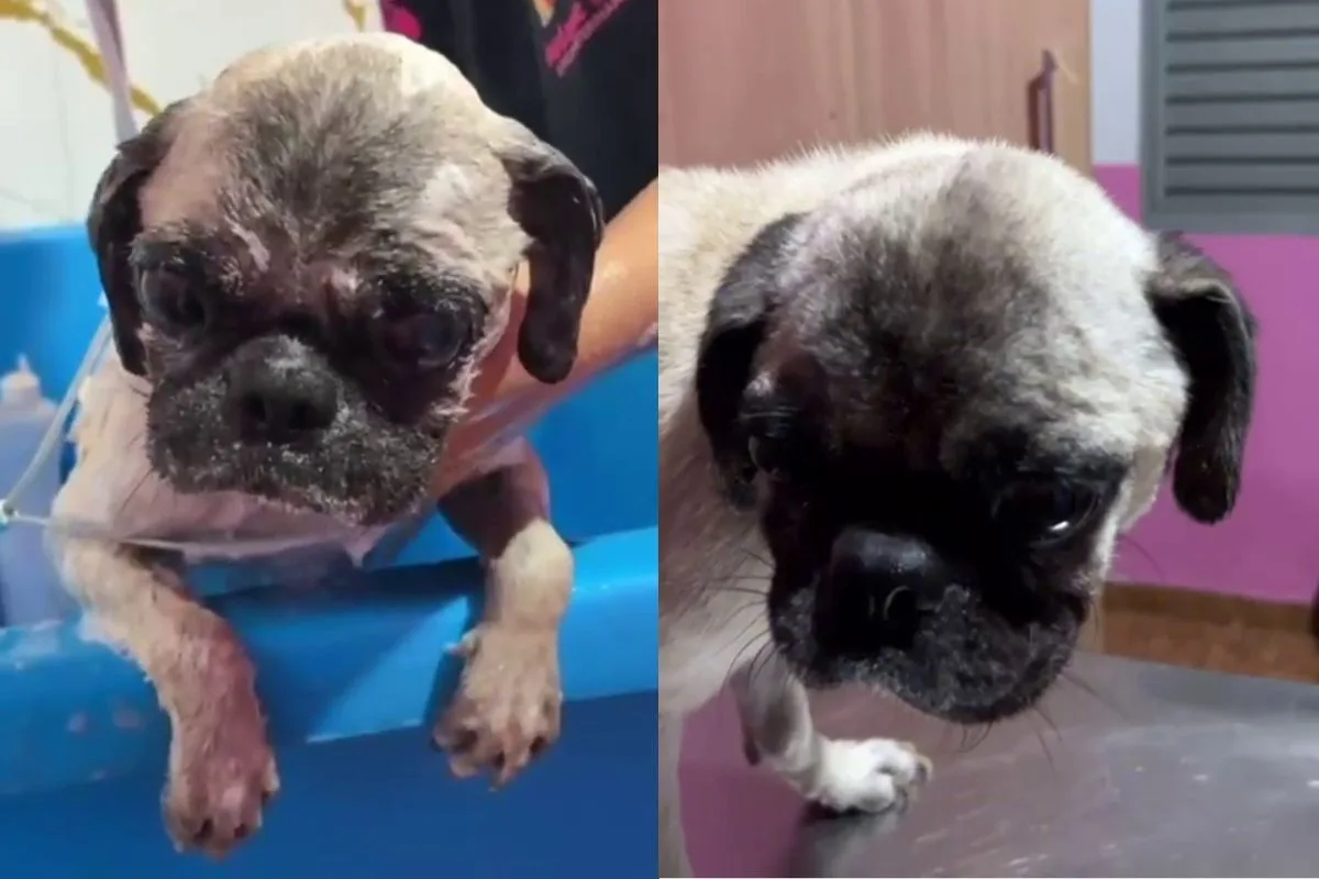 Cachorro pug é resgatado ferido e infestado por carrapatos; dona é presa por maus-tratos