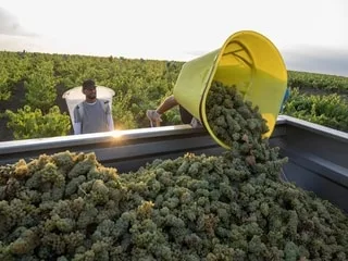 INFOGRAPHIES. Vendanges : un recul d’une vingtaine de jours depuis les années 1970