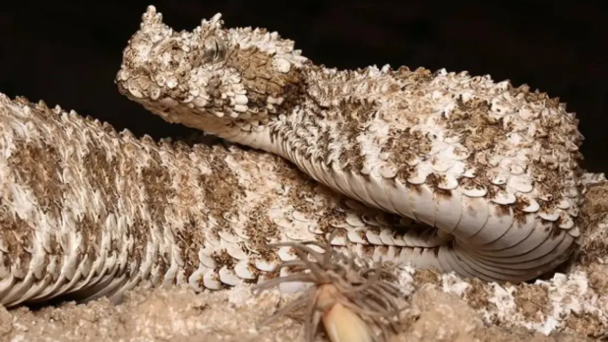 Snake grows a fake spider on its tail to lure birds; scans reveal surprisingly normal bones inside