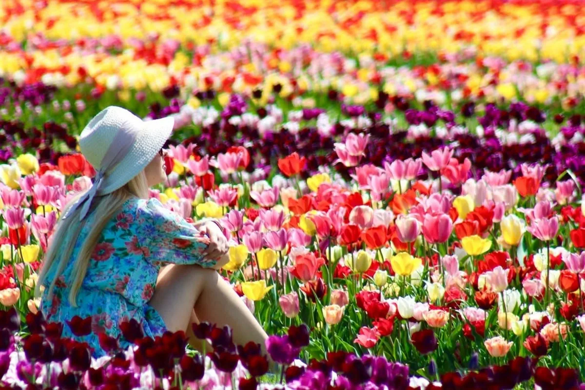 Tulipanes: el lujo vivo y efímero que atrae turistas y dinamiza la economía