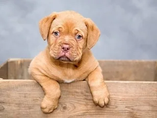 Quiz. Êtes-vous incollable sur les chiens ?