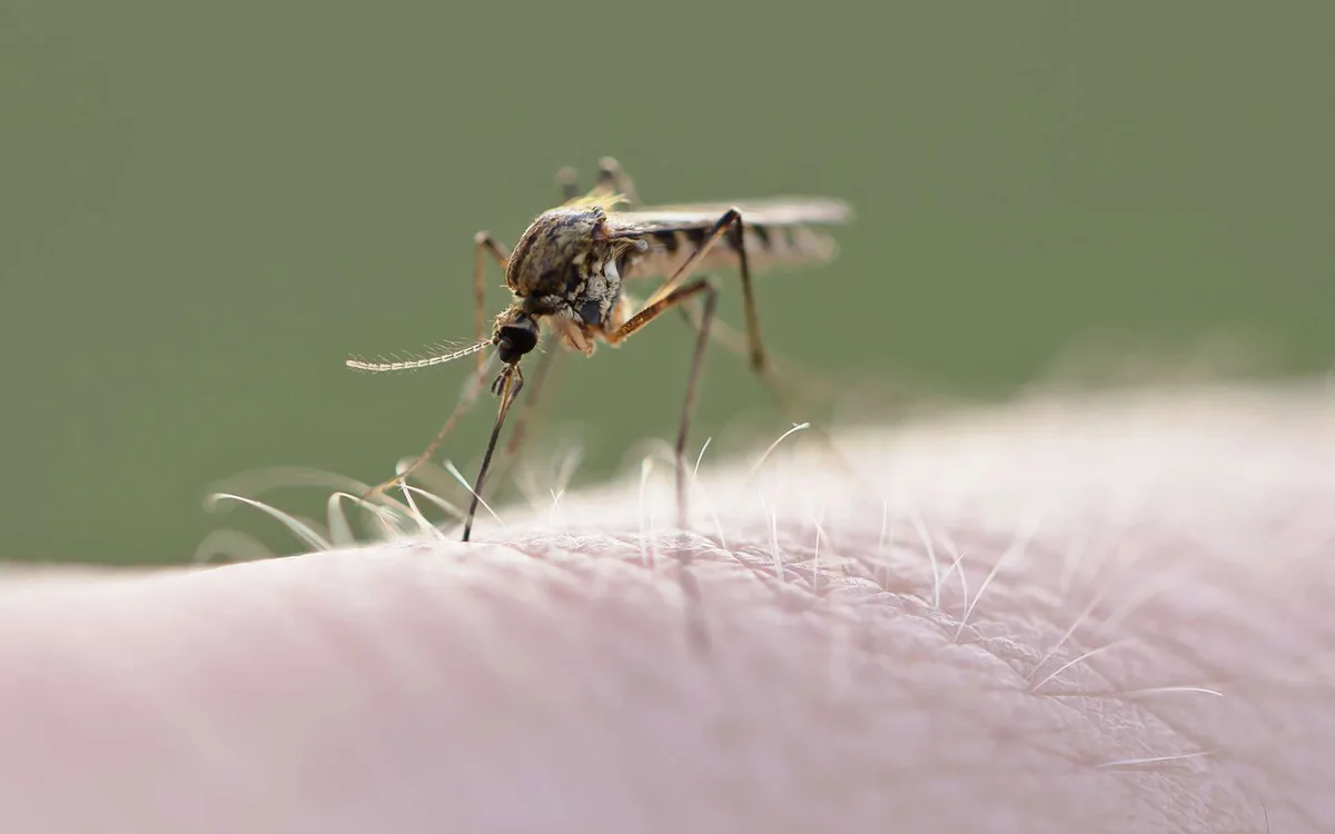 Record d'infections en France : ce virus transmis par les moustiques inquiète, d'autant qu'il n'existe aucun vaccin !
