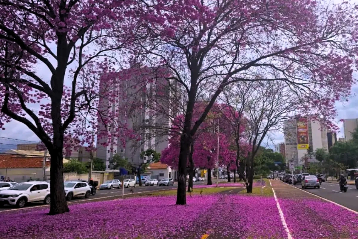 Vai abrir ou não? Veja o que funcionará no feriado do aniversário de Campo Grande