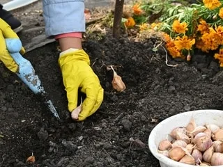 VIDÉO. C’est le bon moment pour planter de l’ail au jardin : nos astuces pour réussir à tous les coups