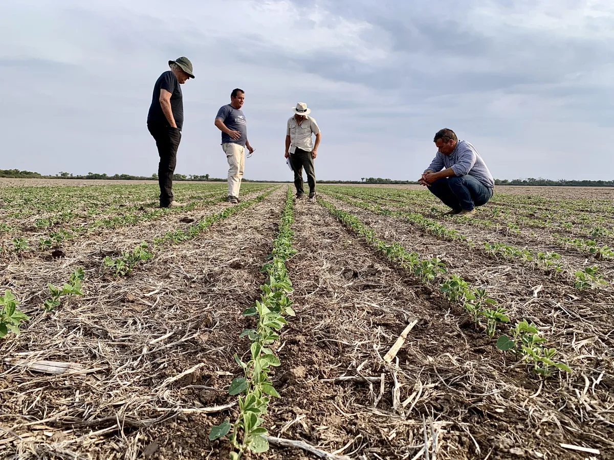 Soja 2026/27: las claves del manejo agronómico para romper techos de rindes