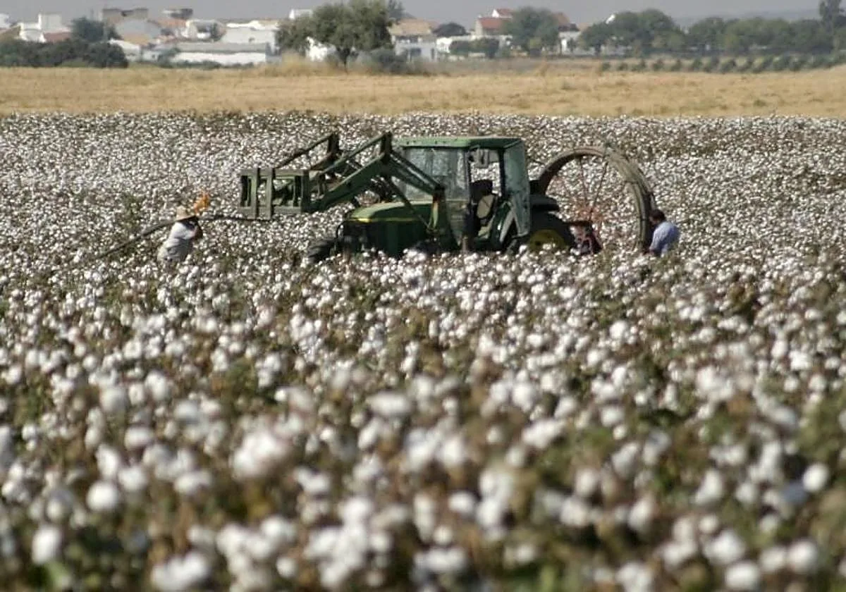 El algodón cordobés prevé una mejor cosecha pese a perder superficie