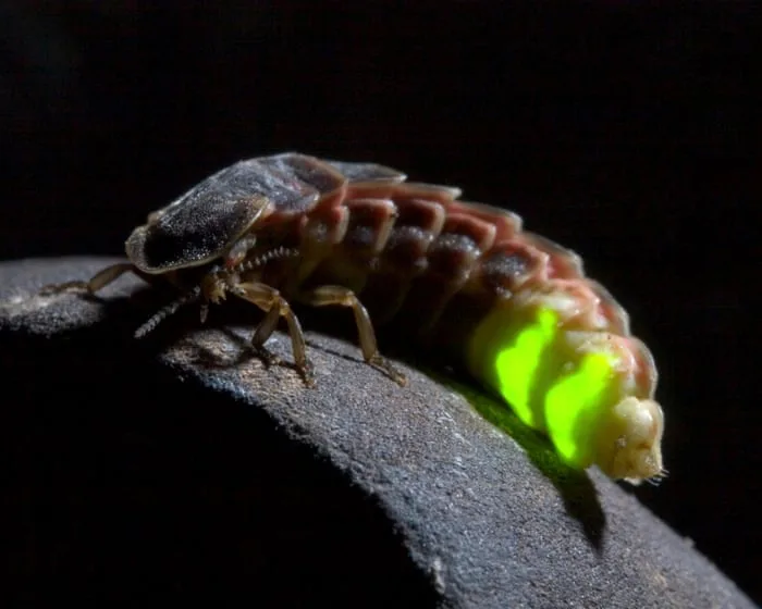 Glowworms shine again in North Yorkshire after larvae reared in garden shed