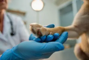 Veterinário indenizará dona de cão que morreu por falha em castração