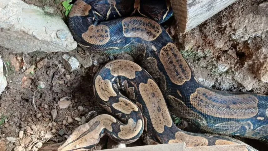 EN FOTOS: Rescataron dos tragavenados en Baruta, una estaba en pleno árbol en Las Mercedes