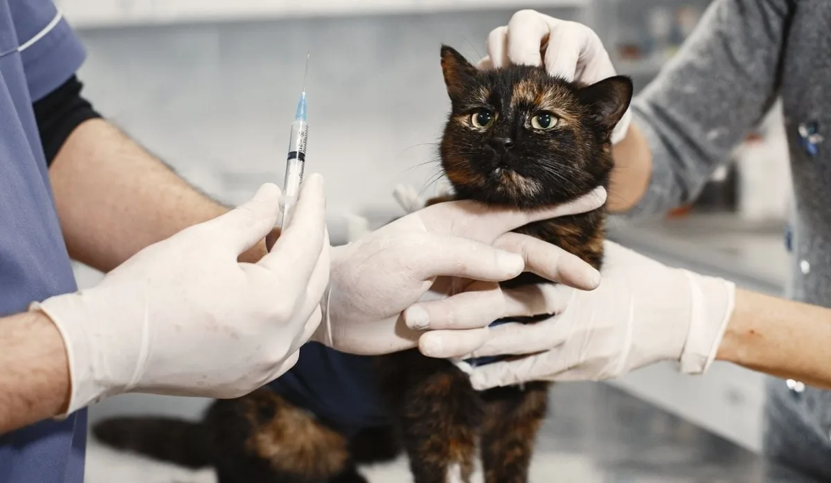 Hospital Veterinário de Cariacica: veja especialidades e exames gratuitos
