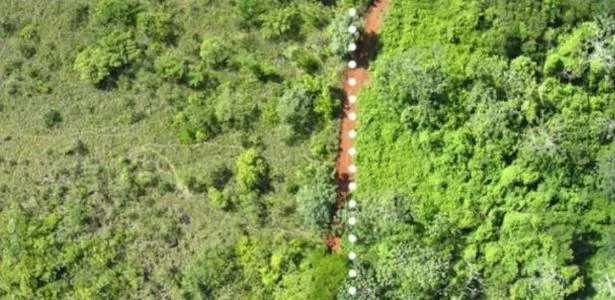 Como cascas de laranjas transformaram área seca em floresta na Costa Rica