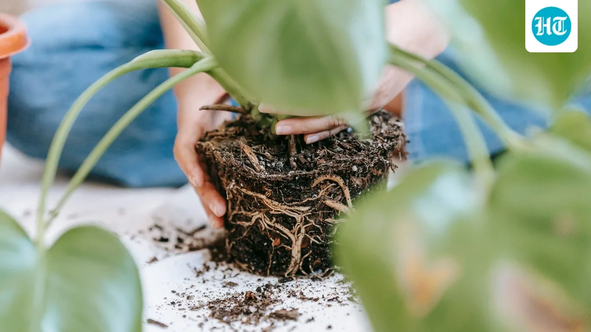 Can repotting a houseplant expose you to bacteria that can make you sick? Doctor explains when it is a cause for concern