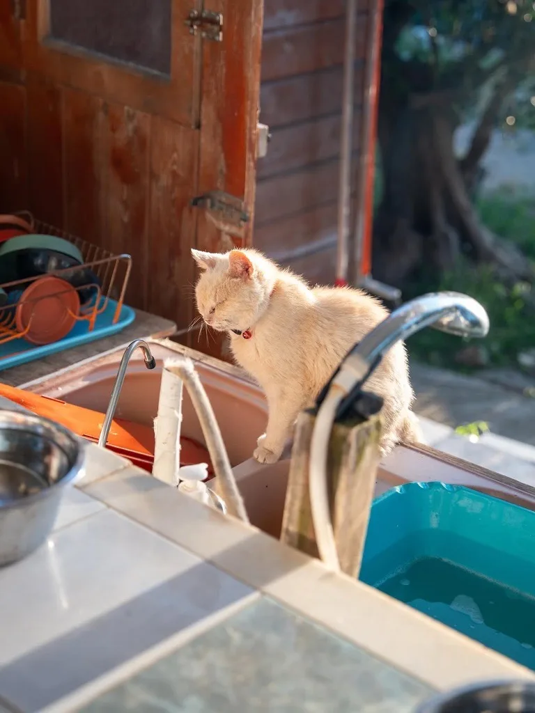 País europeu oferece moradia e alimentação gratuitas para quem cuidar de gatos; mas tem um porém