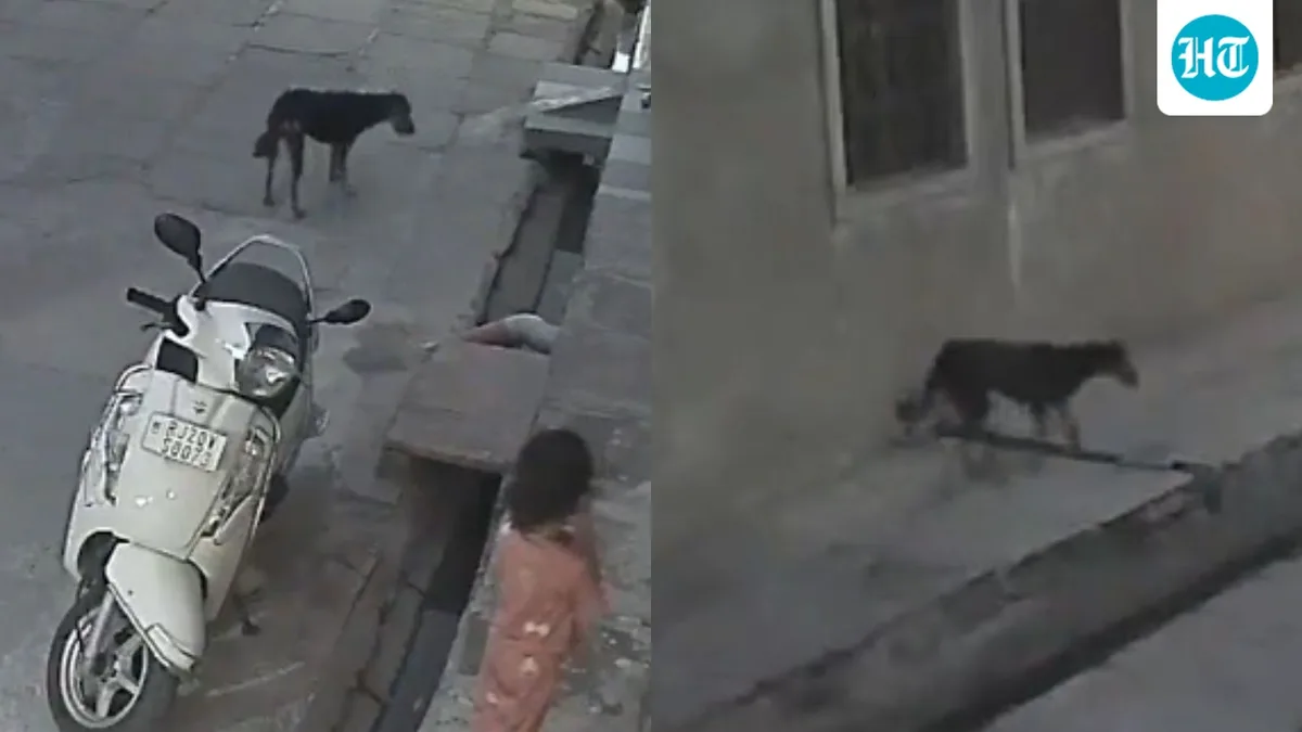 Stray dog attacks, bites 5-year-old girl in Rajasthan’s Kota; incident caught on cam