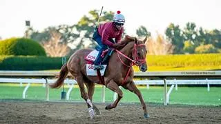 Actualización: The Puma se prepara con conciencia para la Breeders’ Cup Classic (G1)