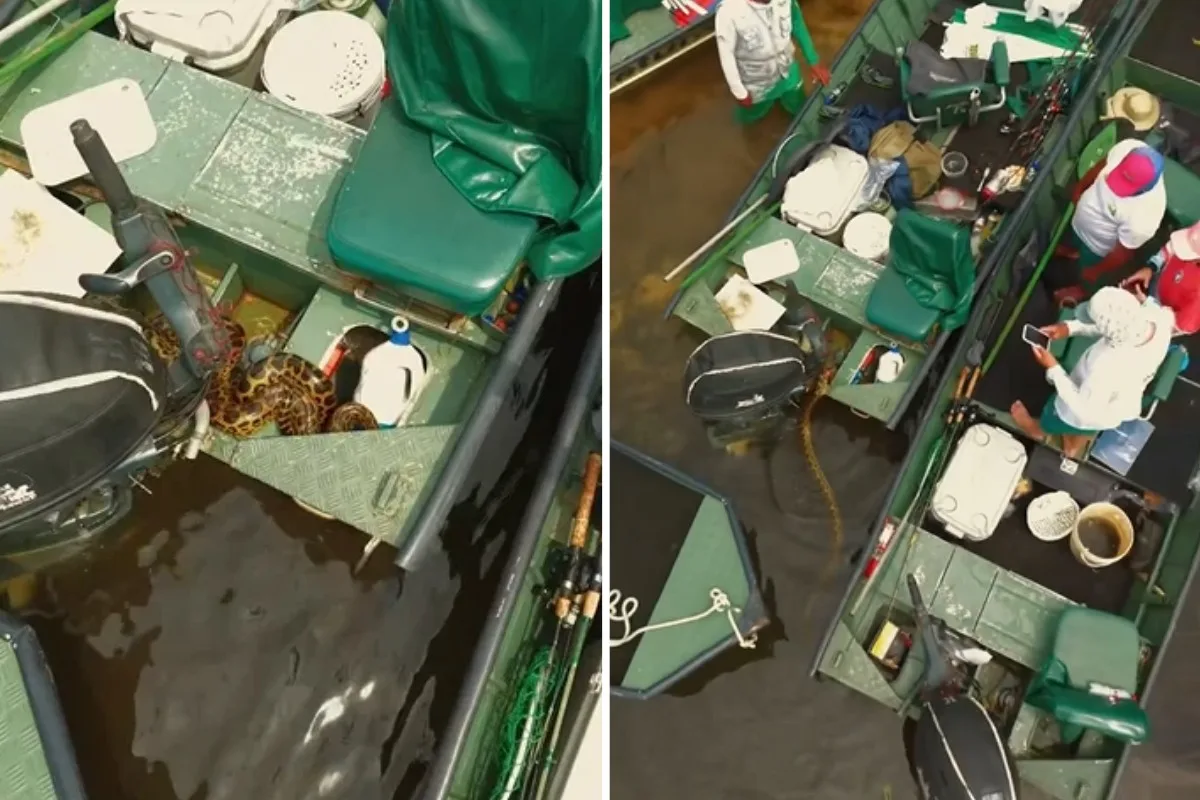 Sucuri entra em barco com turistas no Pantanal e surpreende fotógrafo: 'experiência única'