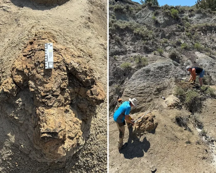 One giant step: first known T rex footprints found in North Dakota