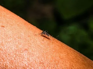 Chikungunya : une vingtaine de cas autochtones désormais identifiés dans l’Hexagone